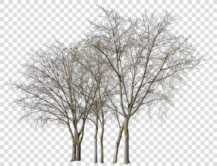 Transparent Deciduous Tree Png   Group Of Trees In Winter  Png DownloadTransparent PNG