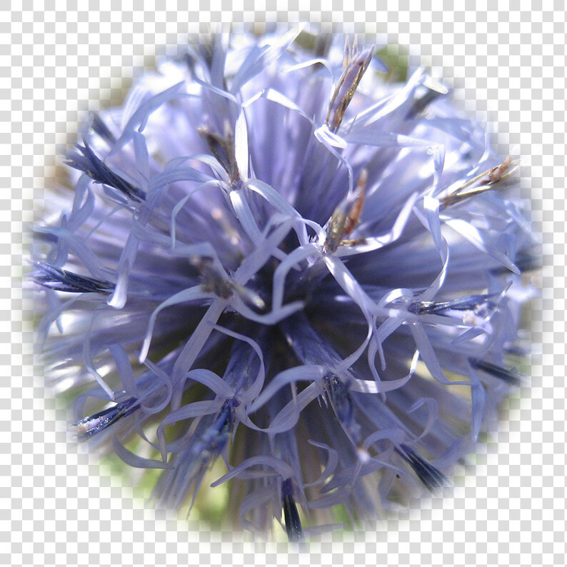 Globe Thistle  HD Png DownloadTransparent PNG