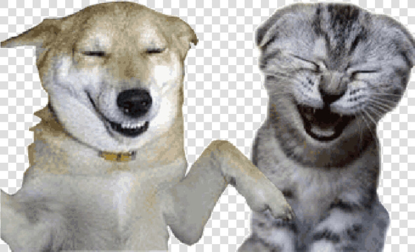 Gif Cat Image Blog Dog   Dog And Cat Gif With Transparent Background  HD Png DownloadTransparent PNG