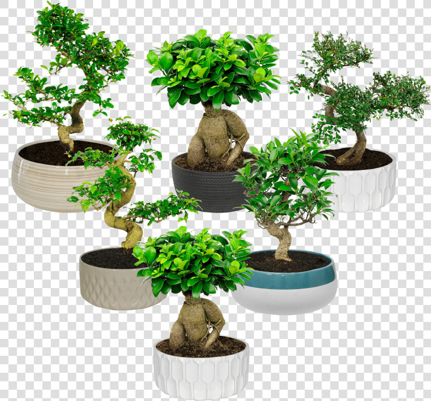 Aldi Bonsai  HD Png DownloadTransparent PNG