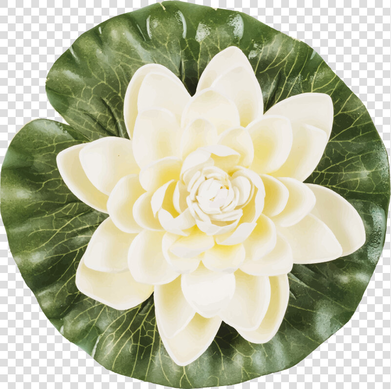 Japanese Camellia  HD Png DownloadTransparent PNG