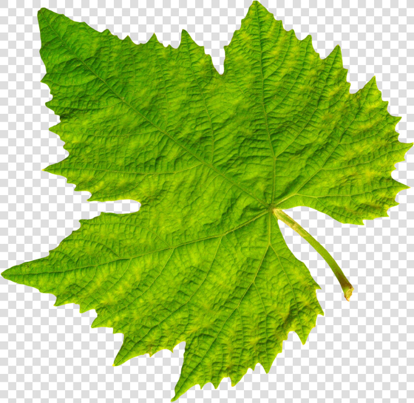 Grape Vine Leaf Png Image   Transparent Background Leaf Png  Png DownloadTransparent PNG