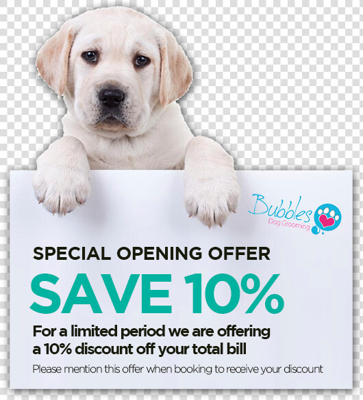 15 Dec Special Opening Offer   Flyer  HD Png DownloadTransparent PNG