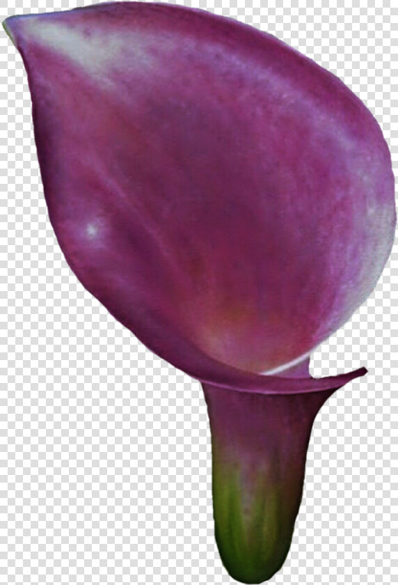 Clipart Calla Lily Flower   Devil  39 s Tongue  HD Png DownloadTransparent PNG