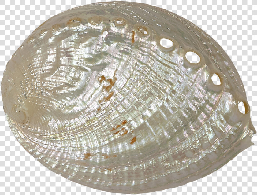 Haliotis Discus 4 5 Pearled  HD Png DownloadTransparent PNG