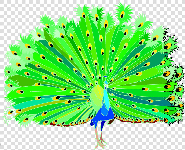 Peacock Clip Art Animal Vector   Peacock Clipart Png Hd  Transparent PngTransparent PNG