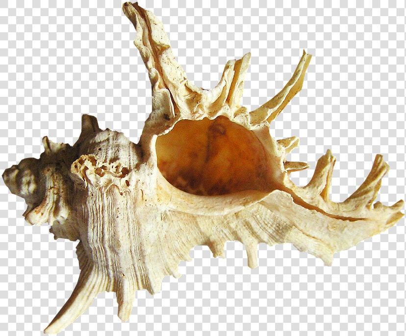 Shell  Sea  Beach   Conch  HD Png DownloadTransparent PNG