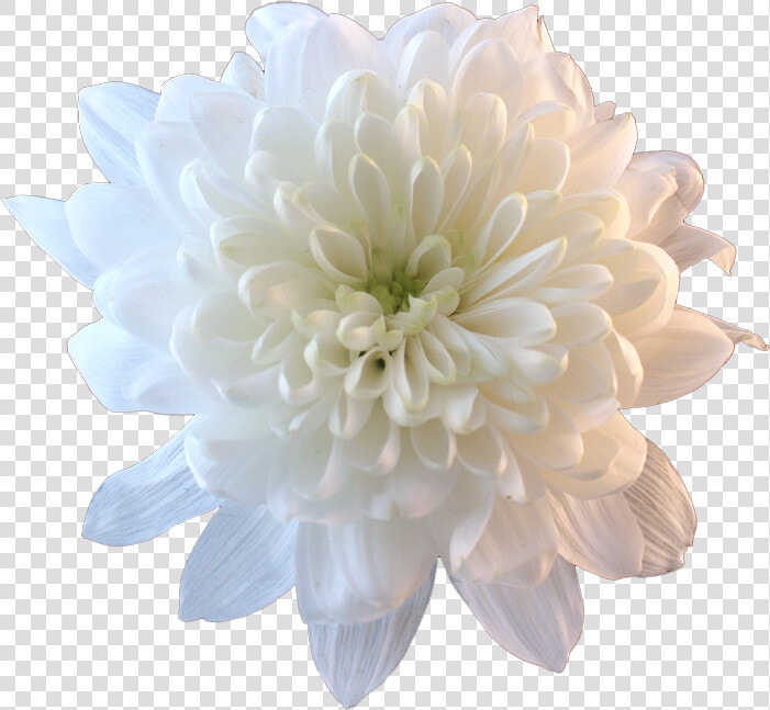 Flower Png Tumblr Flowers   Chrysanthemum Transparent  Png DownloadTransparent PNG