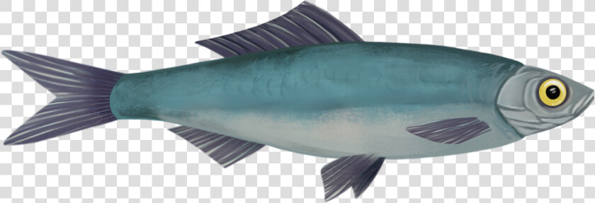 Fish For Life Concept Art   Oily Fish  HD Png DownloadTransparent PNG