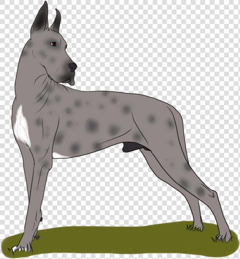 Great Dane Dog Breed Non sporting Group   Old English Terrier  HD Png DownloadTransparent PNG