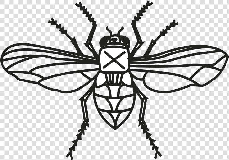 Transparent Mosca Png   Bee  Png DownloadTransparent PNG