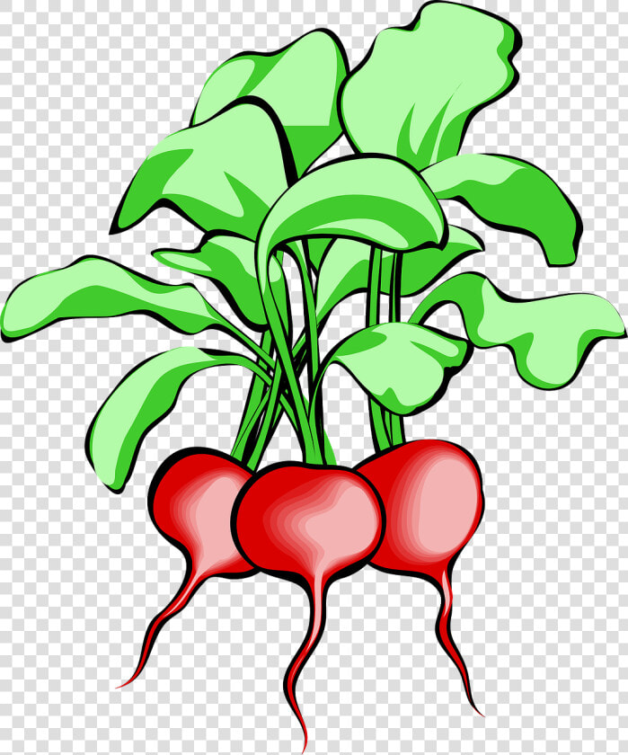 Radish Clipart  HD Png DownloadTransparent PNG