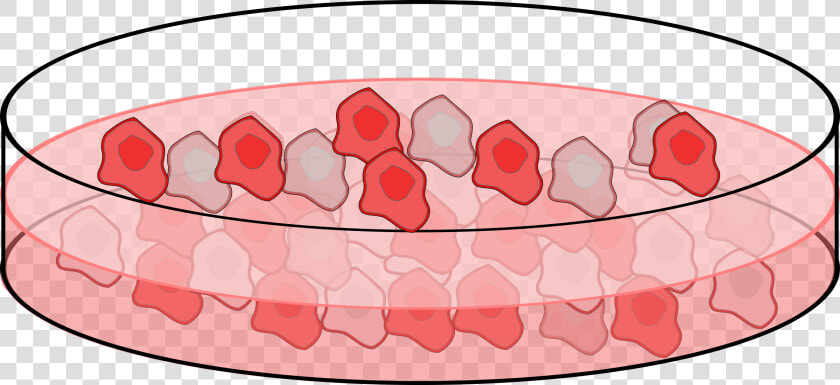 Cell Culture Clip Arts   Cartoon Petri Dish Cells  HD Png DownloadTransparent PNG