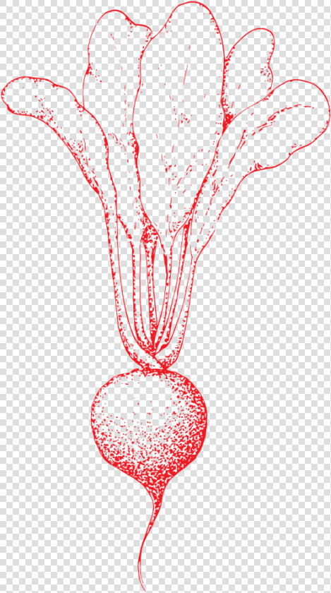 Transparent Turnip Clipart   Hand Drawn Vegetable Drawing  HD Png DownloadTransparent PNG