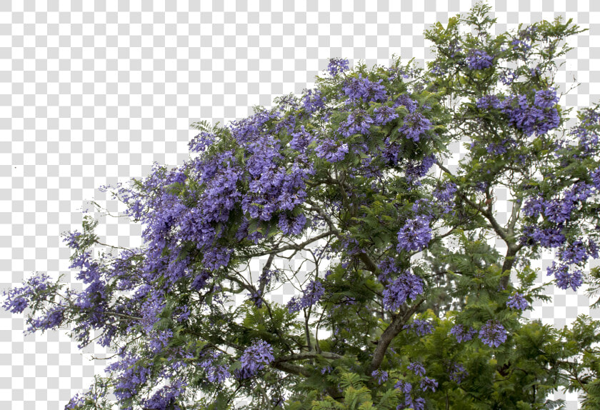  mq  purple  flower  flowers  bush   Wisteria Png  Transparent PngTransparent PNG