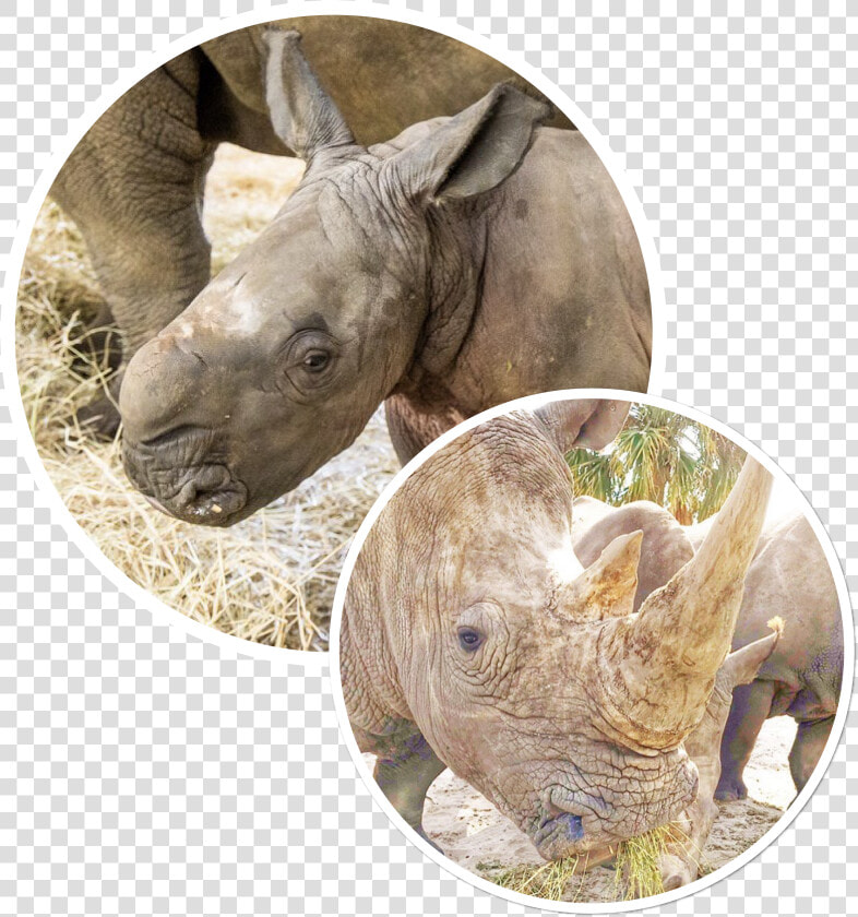 Cinco De Rhino   Black Rhinoceros  HD Png DownloadTransparent PNG