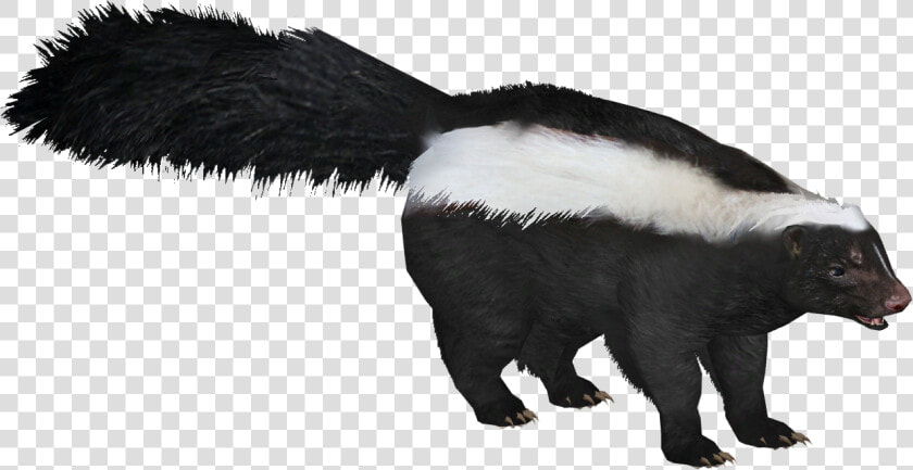 Zt2 Download Library Badger  HD Png DownloadTransparent PNG