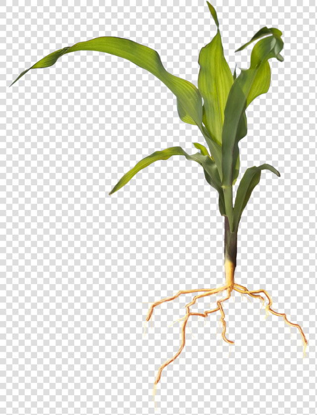 Soil And Plant Nutrients  amp  Services   Plant With Roots Png  Transparent PngTransparent PNG