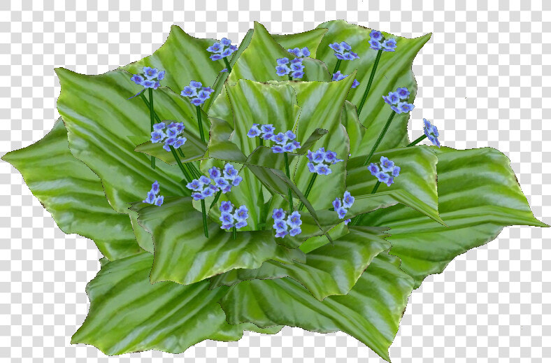 Chatham Island Forget Me Not   Cut Flowers  HD Png DownloadTransparent PNG