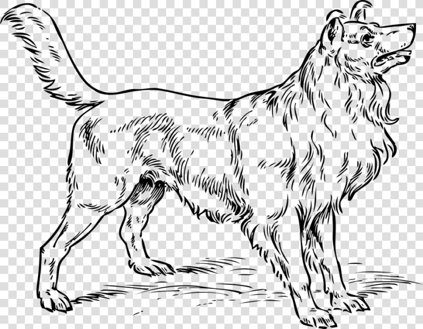 Line Art wildlife paw   Collie Dog Coloring Pages  HD Png DownloadTransparent PNG