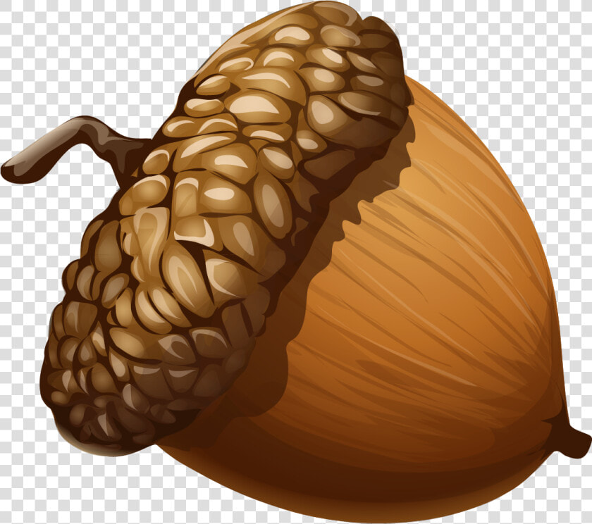 Acorn Png Image   Acorn Png  Transparent PngTransparent PNG