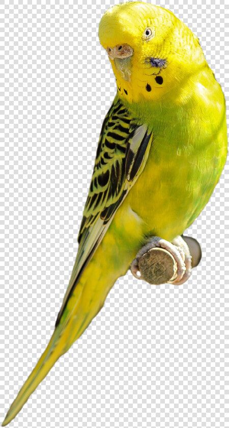 Parakeet Yellow Green Bird Parrot Pet Transparent Backgroung  HD Png DownloadTransparent PNG