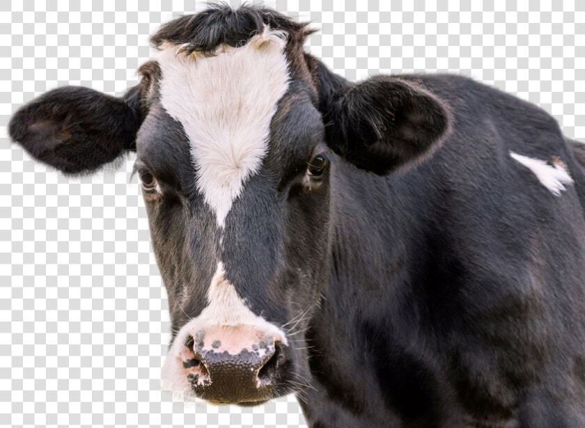 Cow Png Image   Black And White Cow Face Up Close  Transparent PngTransparent PNG