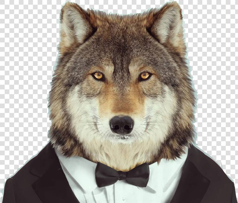  wolf  lobo  traje  smoking  corbata  animal  freetoedit   Imagenes Lobo Con Traje  HD Png DownloadTransparent PNG