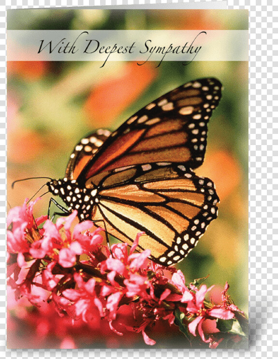 Monarch Butterfly  Pink Flower Sympathy Greeting Card   Sexual Reproduction Examples Animals  HD Png DownloadTransparent PNG