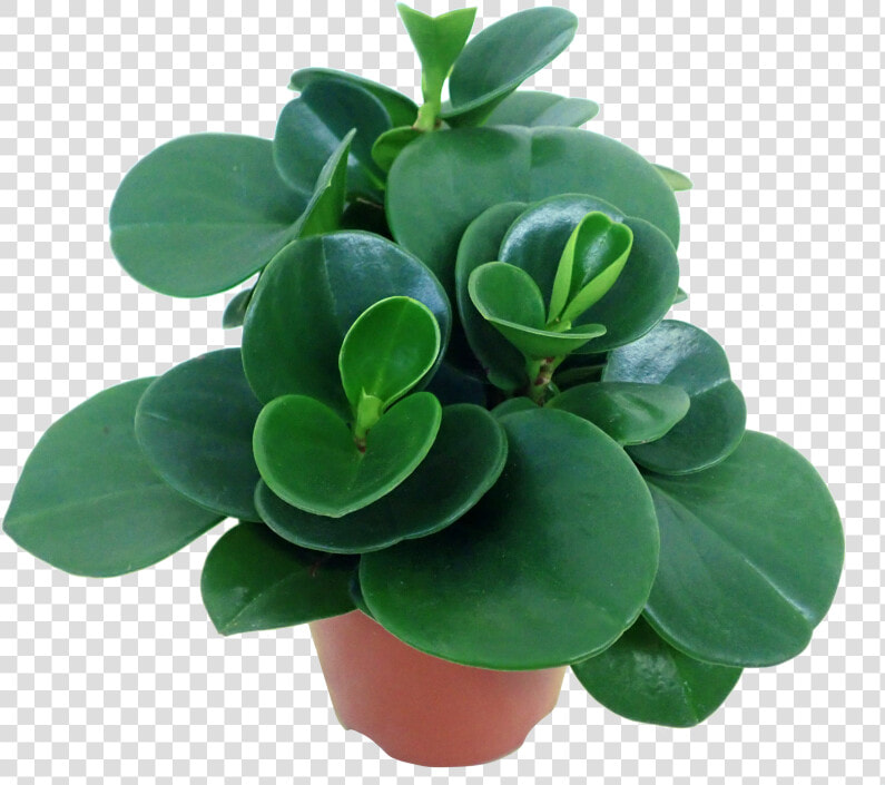 Indoor Plant Peperomia Green   Peperomia Green  HD Png DownloadTransparent PNG