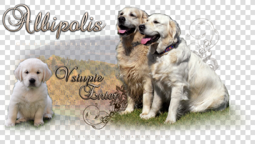 Golden Retriever Kennel   Golden Retriever  HD Png DownloadTransparent PNG