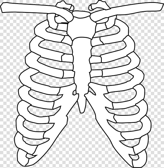 Transparent Rib Clipart   Rib Cage Black And White  HD Png DownloadTransparent PNG