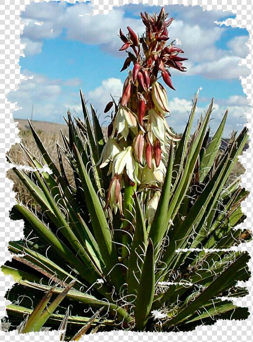 Yucca Blossom  HD Png DownloadTransparent PNG