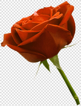 Floribunda  HD Png DownloadTransparent PNG