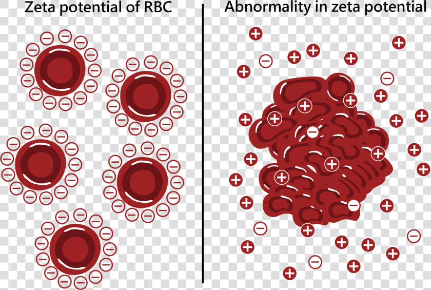 Zetal Potential Of Red Blood Cell   Zeta Potential Of Red Cells  HD Png DownloadTransparent PNG