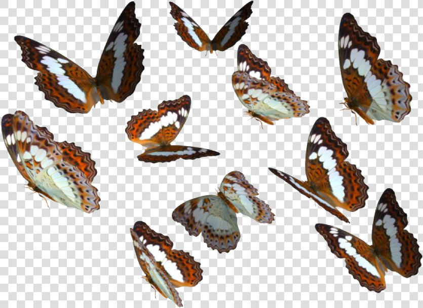 Real Butterfly Png Image Transparent Background   Real Butterfly Png Transparent Background  Png DownloadTransparent PNG