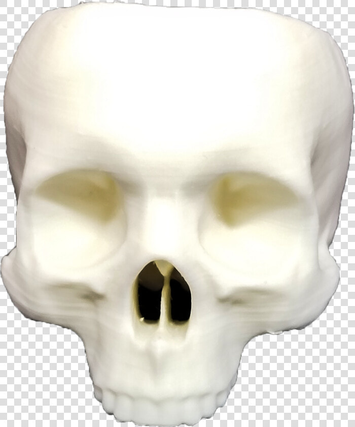 Transparent Skull No Jaw Png  Png DownloadTransparent PNG