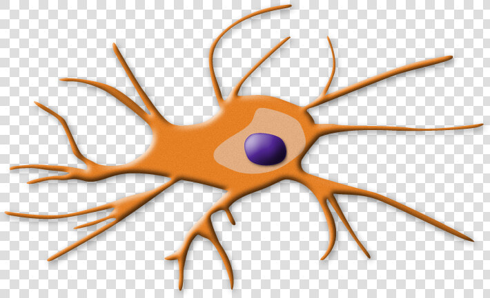 Dendritic Cells   Png Download   Mechanism Of Cisplatin Induced Nephrotoxicity  Transparent PngTransparent PNG