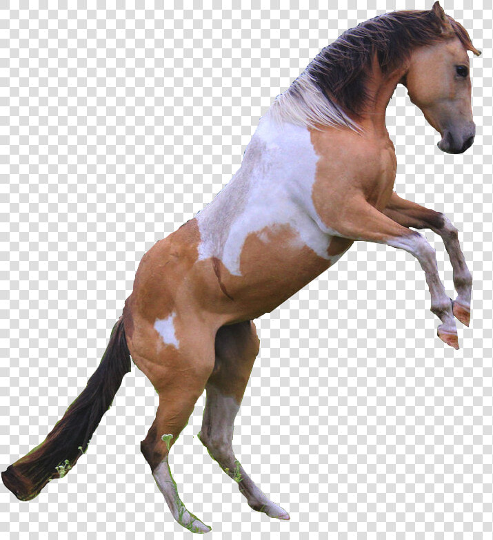 Transparent Horse Png   No Background Rearing Horse  Png DownloadTransparent PNG