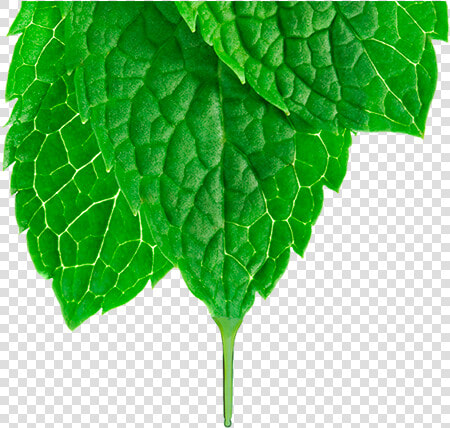 Spearmint  HD Png DownloadTransparent PNG