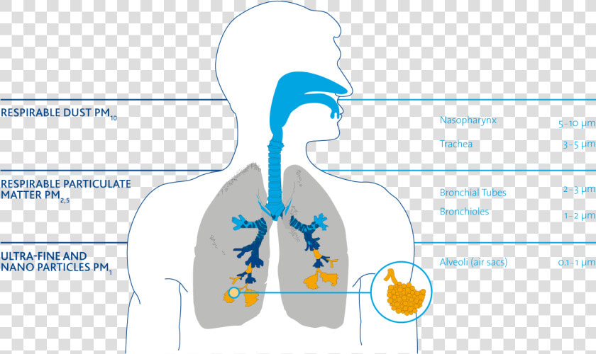 Particles In The Respiratory Tract   Pm Particles Respiratory Tract  HD Png DownloadTransparent PNG