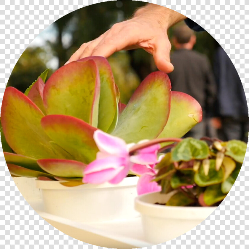 The Plants   Flowerpot  HD Png DownloadTransparent PNG