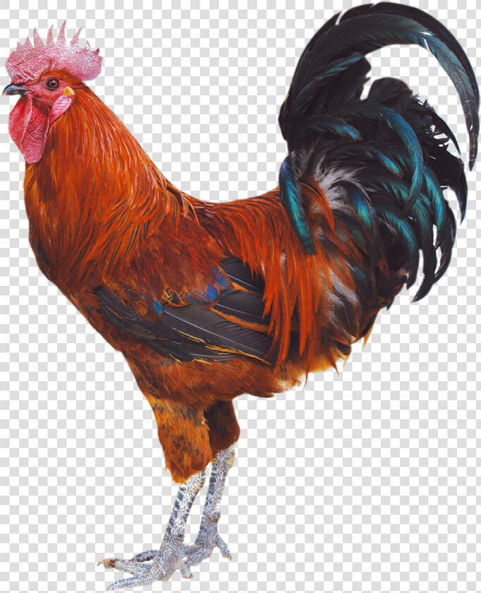 Transparent Rooster Real   Rooster Png  Png DownloadTransparent PNG