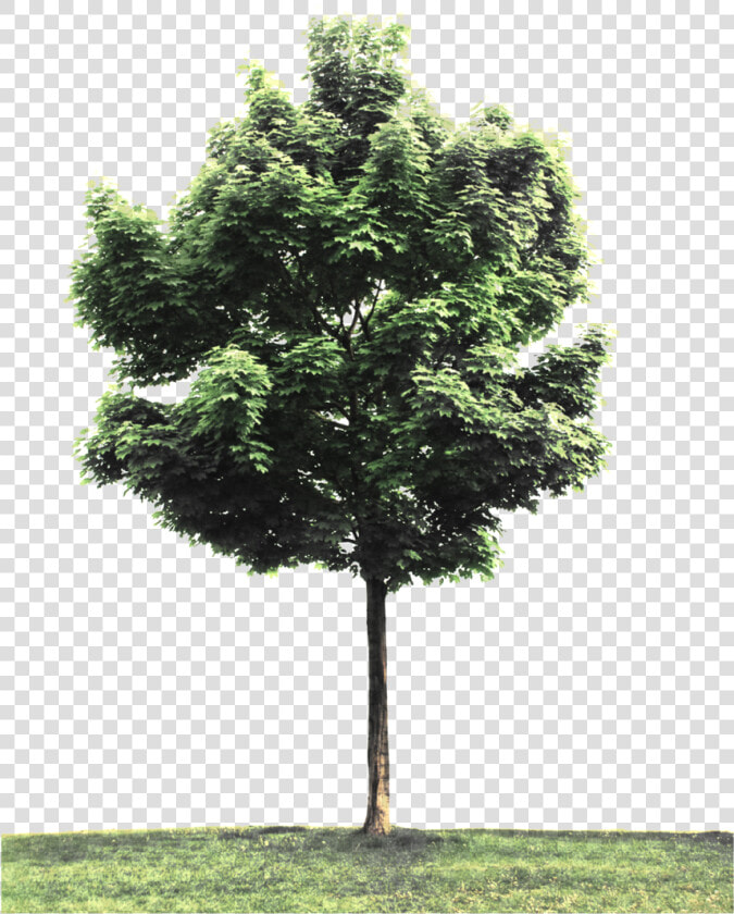 Street Tree Png   Tree Branches Of Philosophy  Transparent PngTransparent PNG