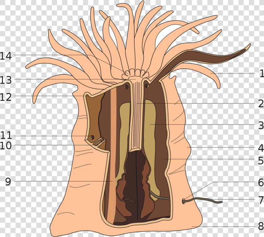 Sea Anemone Anatomy  HD Png DownloadTransparent PNG