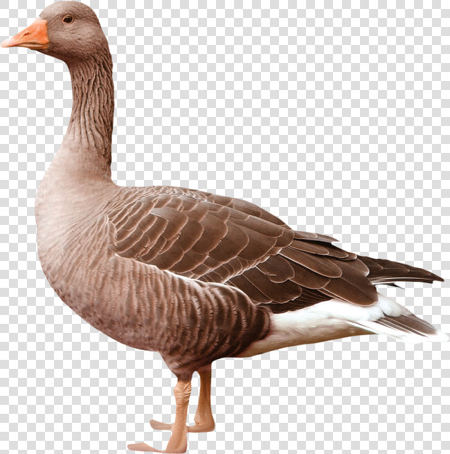 Goose Png   Goose Png   Greylag Goose Png  Transparent PngTransparent PNG