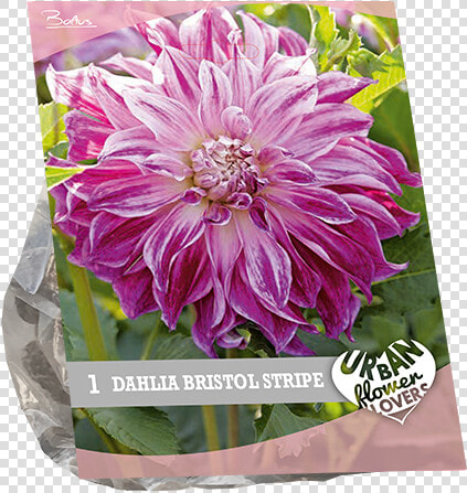 Chrysanths  HD Png DownloadTransparent PNG