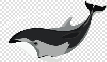 Wholphin  HD Png DownloadTransparent PNG