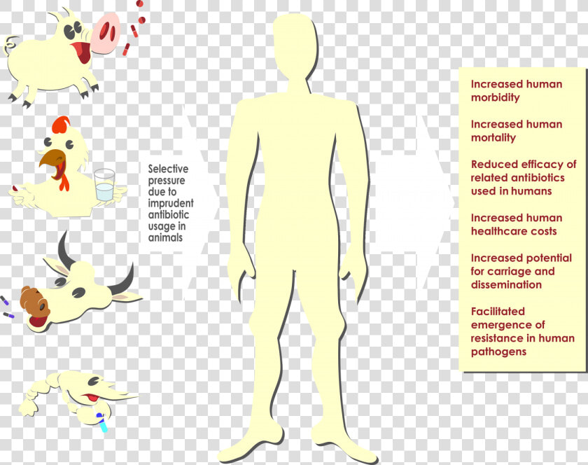 Antibiotics In Animal Agriculture  HD Png DownloadTransparent PNG