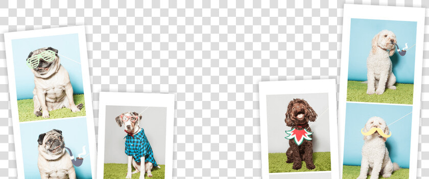 This Traveling Photo Booth Is Like No Other Featuring   Dog Photo Booth Prints  HD Png DownloadTransparent PNG